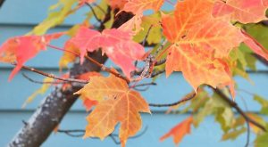 世界史に あまり 出てこない国の歩み～カナダの歴史～世界地理、世界史について見て、読んで、知ってみませんか