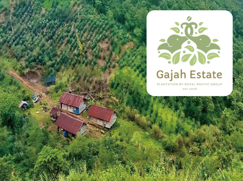 アガベ インドネシアFoLEDでもワシャワシャの白い鋸歯トゲラボ