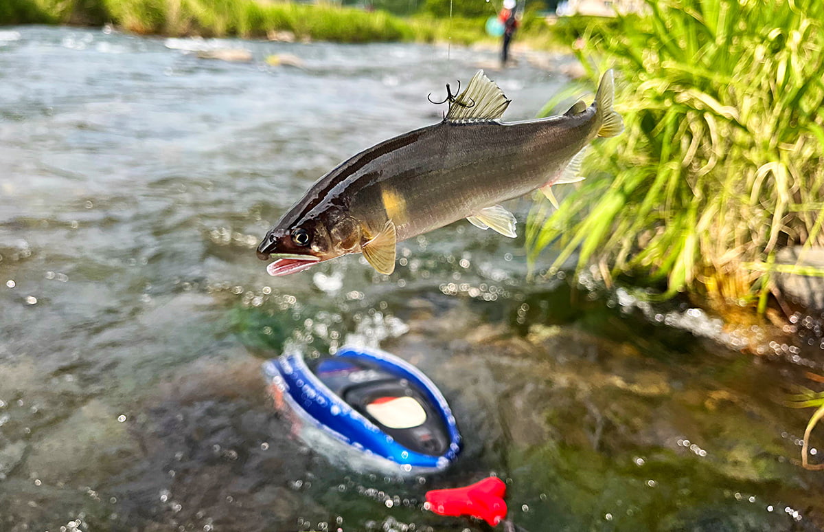 久慈川の鮎福島県南観光公式ホームページ