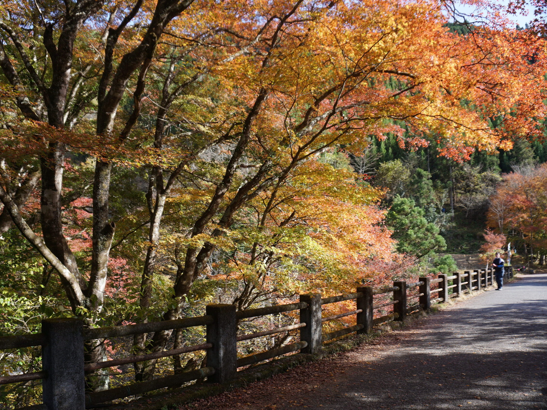鹿沼の大芦渓谷下流の白井平橋の大もみじとランチ』鹿沼 栃木県 の旅行記・ブログ by blueさん フォートラベル
