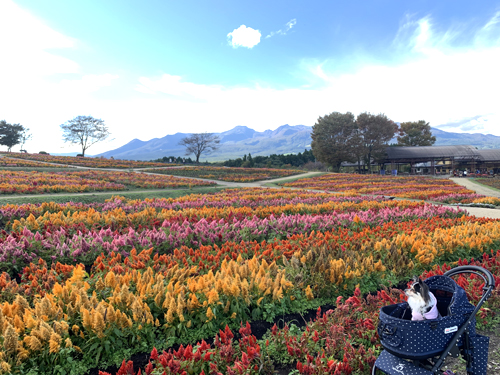 2025年版 「那須高原りんどう湖ファミリー牧場」割引クーポン・安く入場する方法まとめ！ - とちぎびより