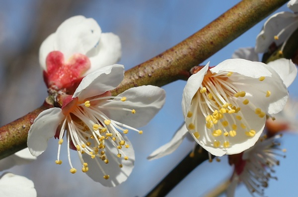 クチコミ : 谷川梅林 - 八女市立花町谷川 観光名所Yahoo!マップ