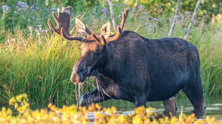 カナダで一度は訪れたい！エリア別おすすめ人気スポットをご紹介！FLY from KANSAI