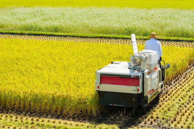 稲刈りのタイミング、いつ刈る？収穫適期はいつ？田んぼ・202420240820