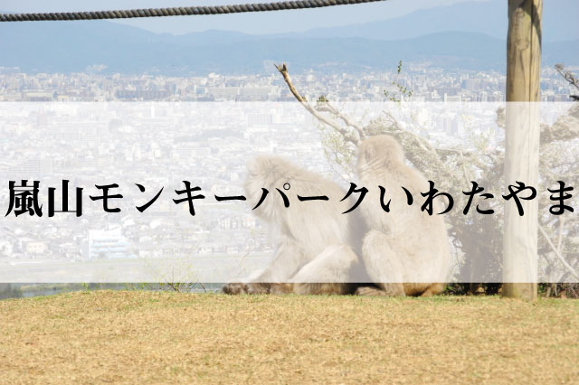 コロナ対策情報付き 嵐山モンキーパークいわたやまの楽しみ方をガイド！家族で楽しめるアクティビティもウォーカープラス