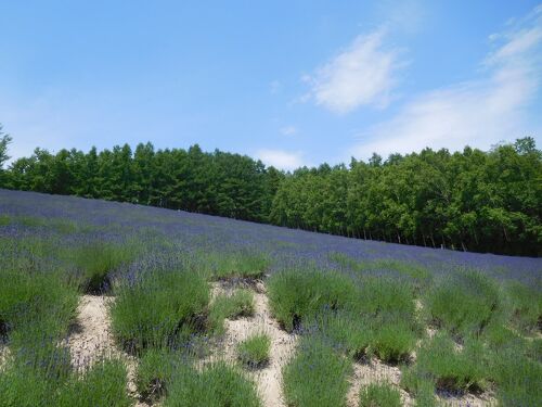 ファーム富田 富良野エリアを代表する 日本最大級のラベンダー畑 – キャンピングカーコラム