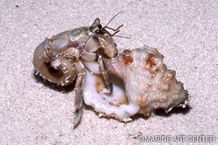 閉店 らーめんやどがり屋 - 栄 名古屋ラーメン食べログ