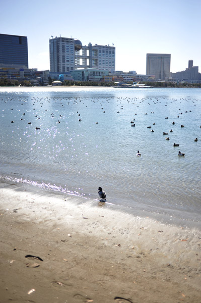 今回は、お台場海浜公園を紹介します！ 東京観光の定番になりつつあるお台場海浜公園は、入り江を囲んで広がる公園です。延長約800mの人工砂浜「おだいばビーチ」では、様々なイベントが開催されたり、ウインドサーフィンなどのマリンスポーツも楽しめます！🏄‍♂️また