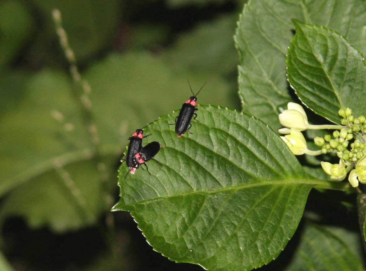 シルバーウィーク旅行・9月3連休におすすめのスポット 2025年アクティビティジャパン