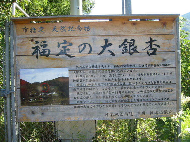 福定の大銀杏 宝泉寺- 和歌山観光情報