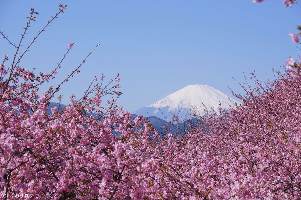まつだ桜まつり：河津桜と菜の花と富士山が見られます♪ 神奈川県足柄上郡松田町