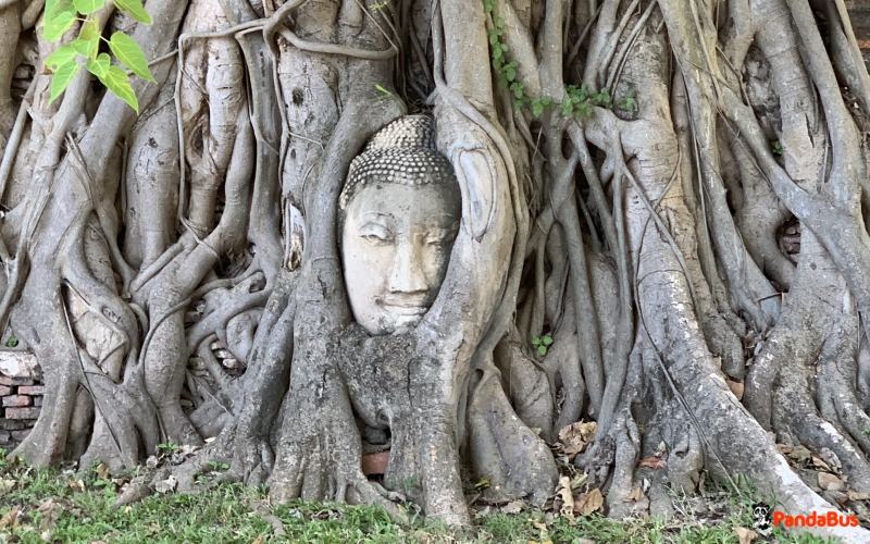 2025年最新 アユタヤ遺跡の半日＆日本語ガイドツアーおすすめ6選 徹底比較