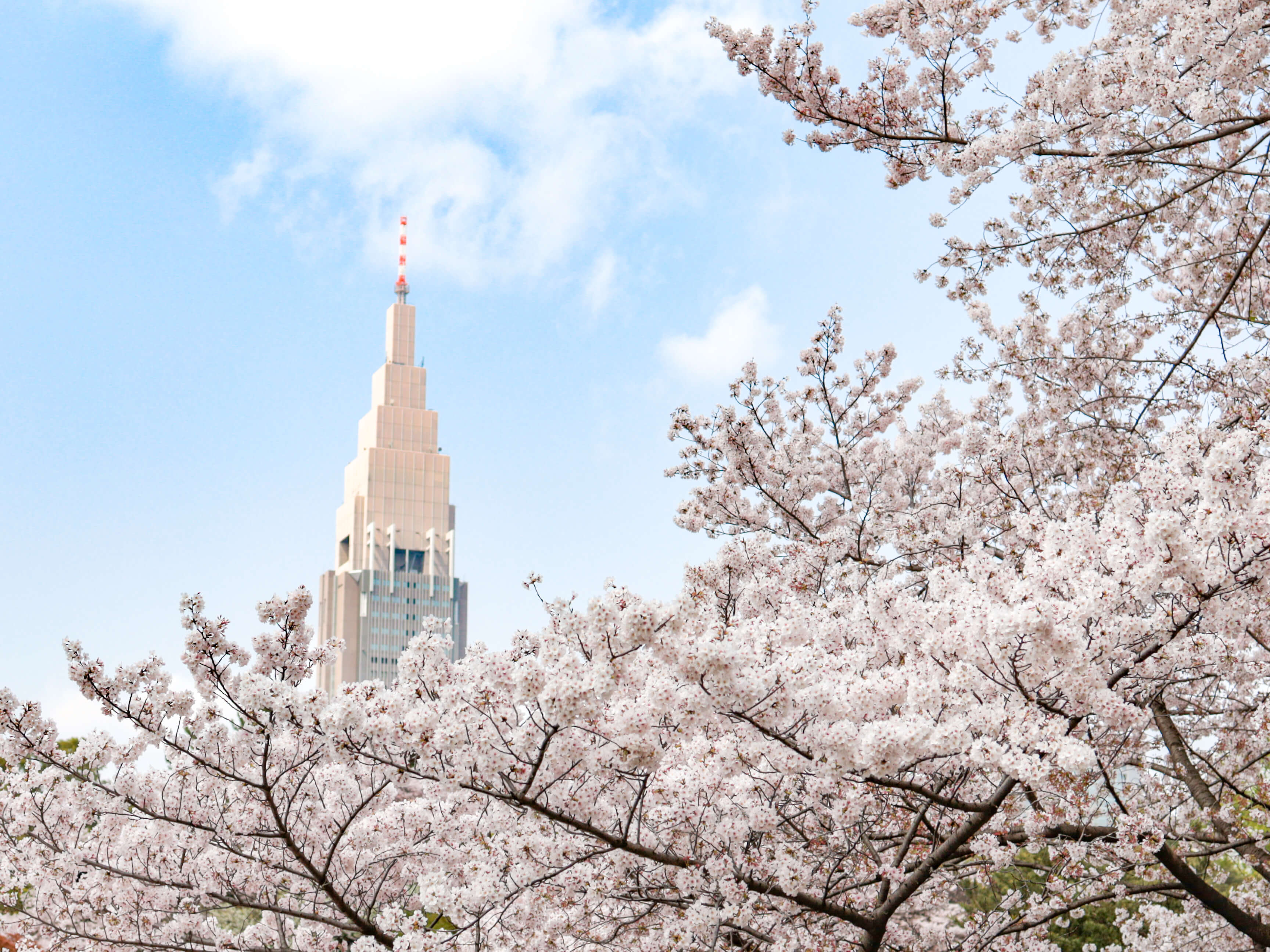 東京都の人気お花見名所・桜スポットランキング 2025 - 日本気象協会 tenki.jp