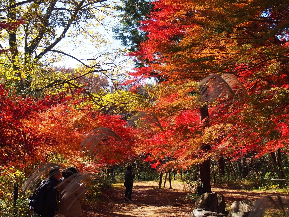 2022 5 7 埼玉県嵐山町-嵐山溪谷散策～都幾川桜堤のポピー畑 – ダー岩井のツーリング写真館へようこそ