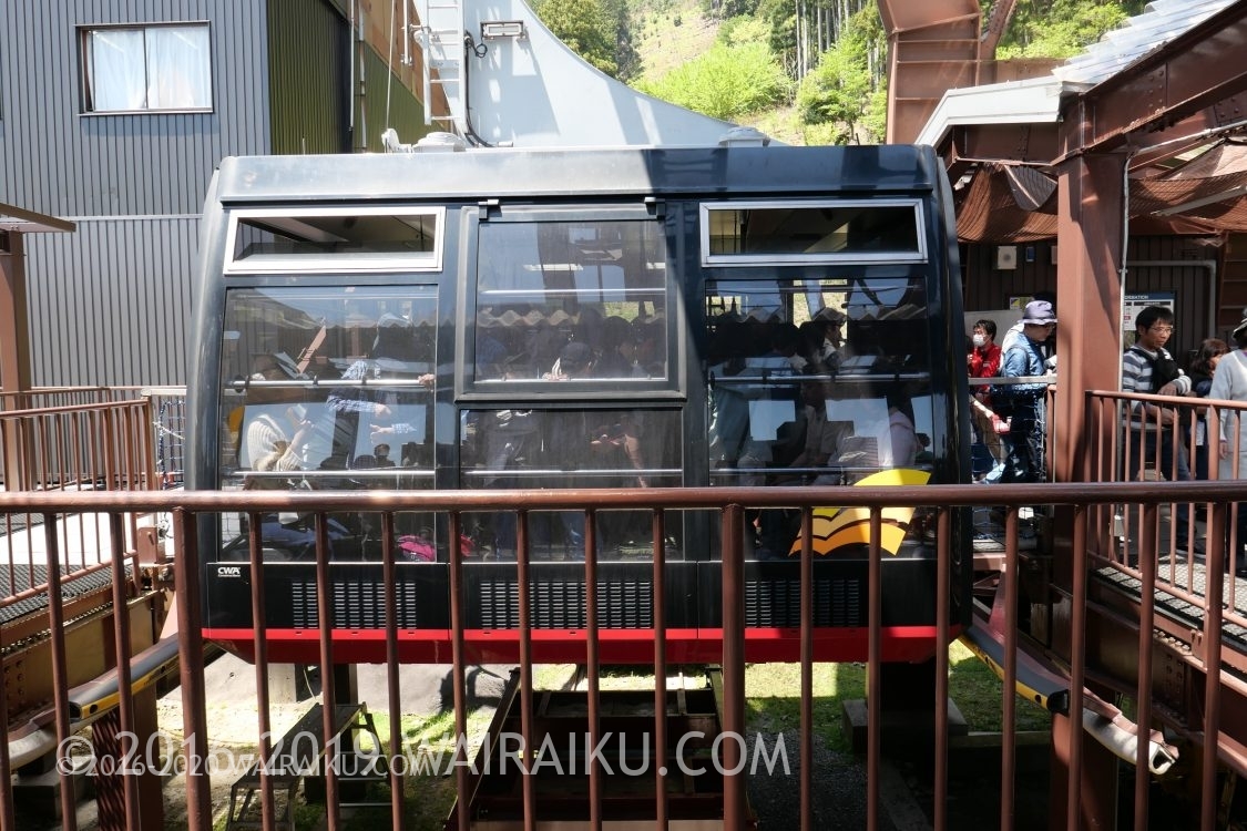 琵琶湖バレイ 天空のドッグラン３女２男 犬と猫の愉快な家族