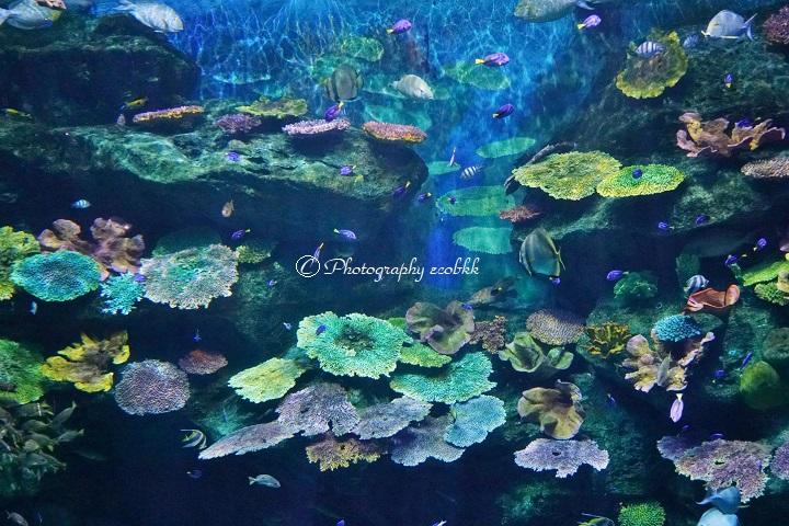 シーライフバンコク水族館 サイアムパラゴン地下 の見どころや割引チケットの買い方・注意点を詳しく紹介