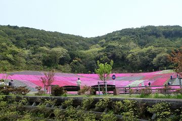 志摩市観光農園ネモフィラ・ひまわり・コキア・コスモススポット・体験伊勢志摩観光ナビ - 伊勢志摩観光コンベンション機構公式サイト