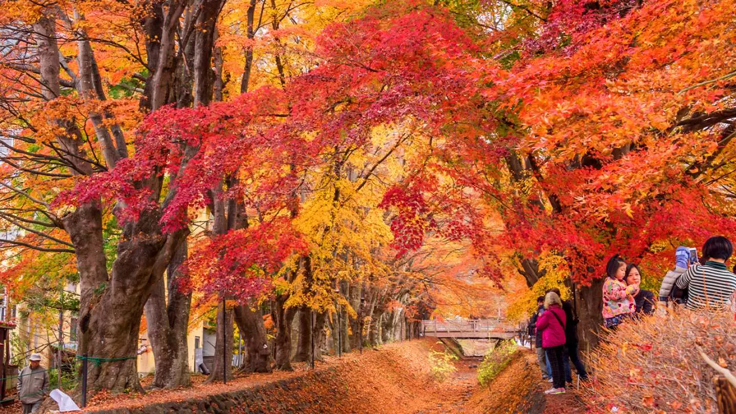 河口湖もみじ回廊富士河口湖- ツアーとアクティビティエクスペディア