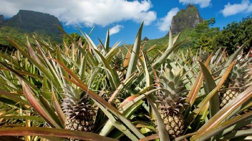 現地体験オプショナルツアー予約トリップレックス海外旅行のSTWモーレア島 モーレア島発 イルカとの水中ふれあい体験マネアプログラム ホテルよりの送迎付き