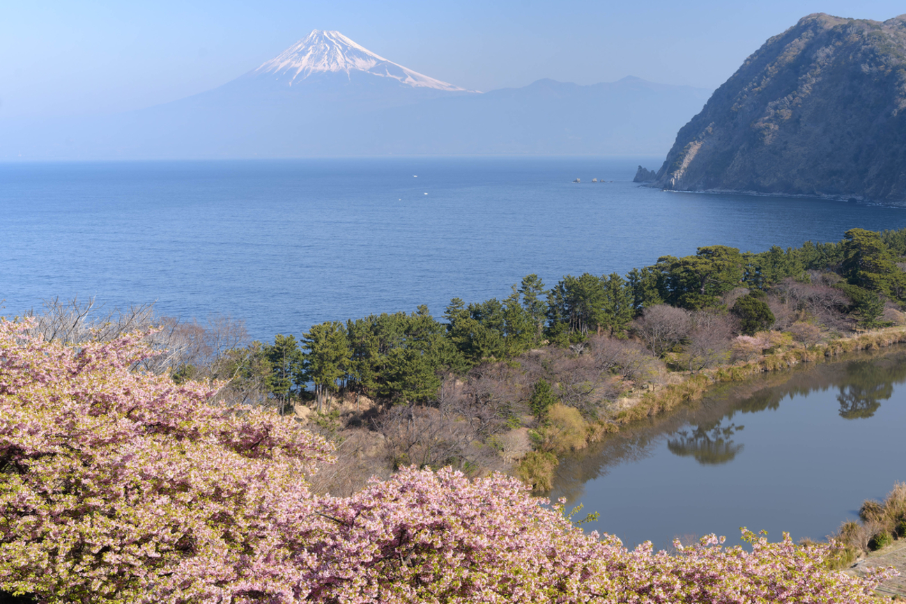 神奈川・横浜発 河津桜 人気の日帰り・宿泊バスツアー たび比較なび