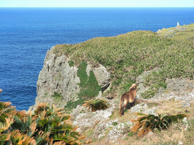 映画版『Dr.コトー診療所』ロケ地と注目キャストを原作役どころで紹介お気楽映画のすすめ