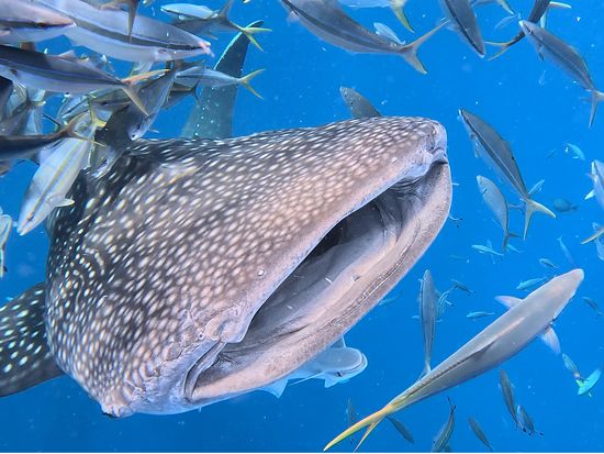 現地ガイドに聞いた！モルディブ・ジンベエザメが見られる人気エリアと水中写真撮影の極意ダイビングならDiver Online