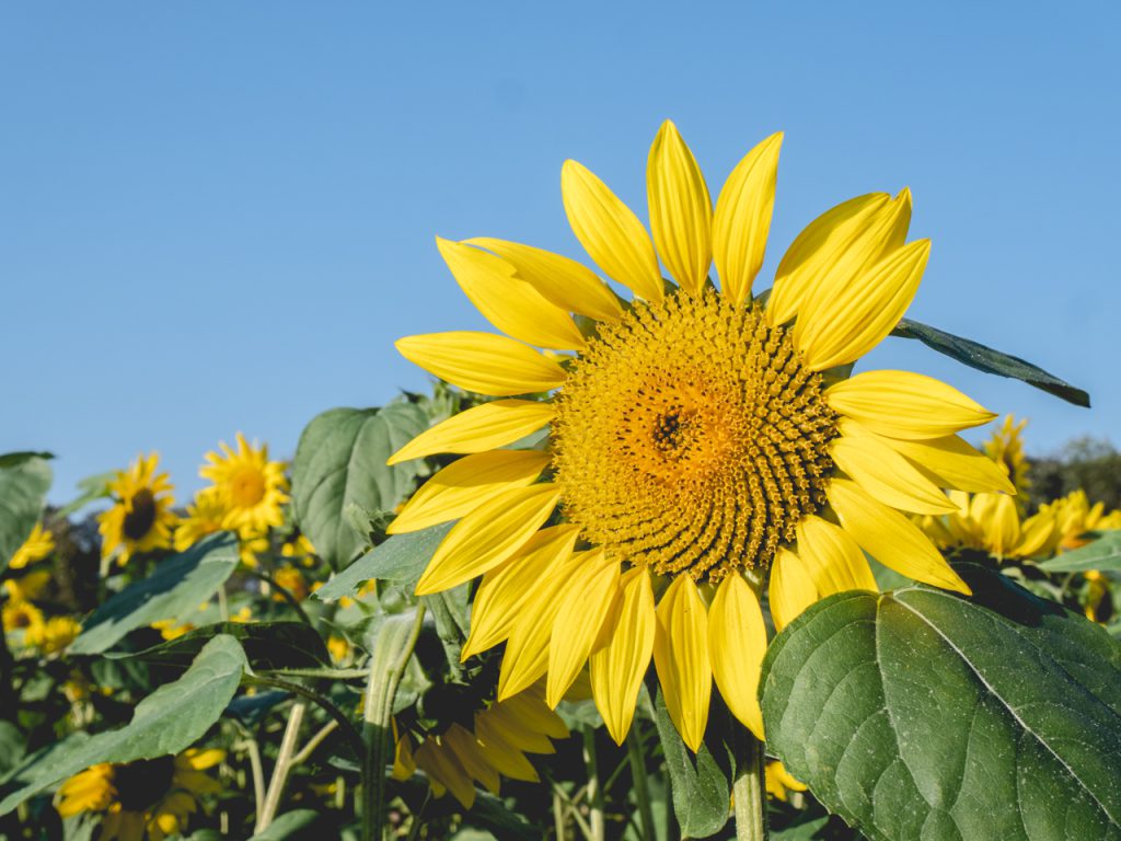 パレットの丘 クチコミ・アクセス・営業時間千歳・新千歳空港 フォートラベル