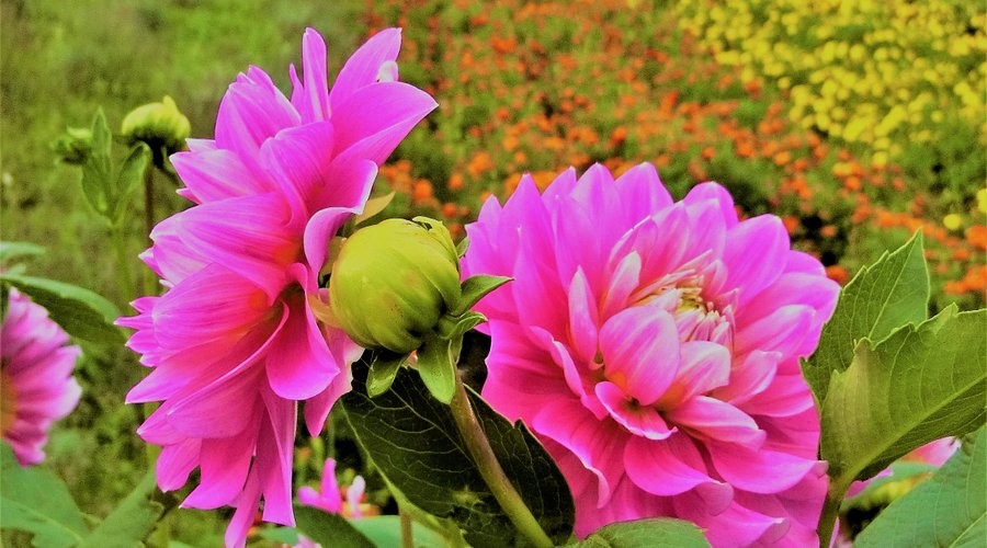 ぜるぶの丘 -北海道 の詳細情報ことりっぷ