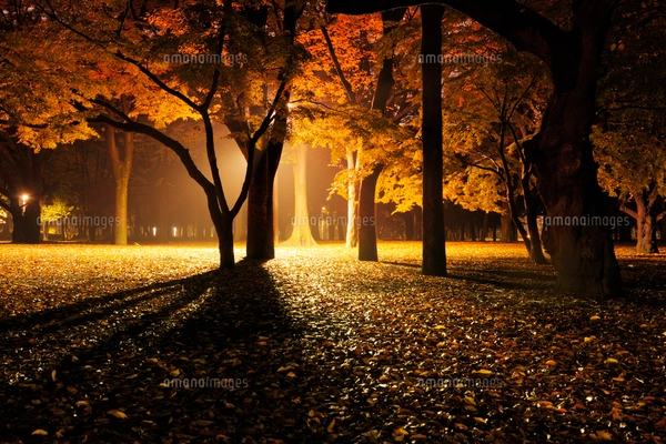 夜の代々木公園 – Diary of a MADMAN