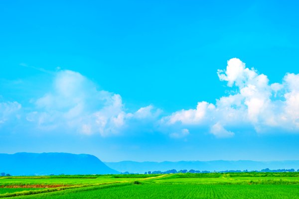 田舎の夏へ 行ってきた。dokubutu