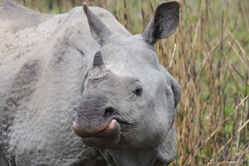 インドの世界遺産「カジランガ国立公園」とは？世界遺産マニアが解説世界遺産マニア