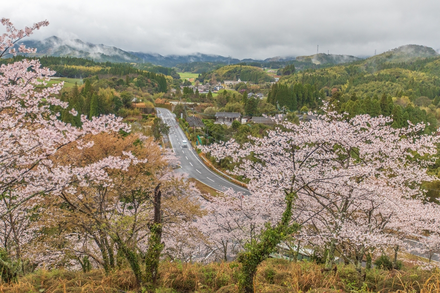 永野鉄道記念館の桜並木観光スポット公式 鹿児島県観光サイト かごしまの旅