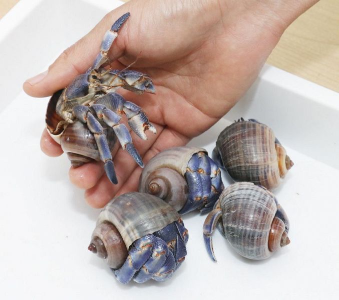 ヤドカリ - Wikipedia