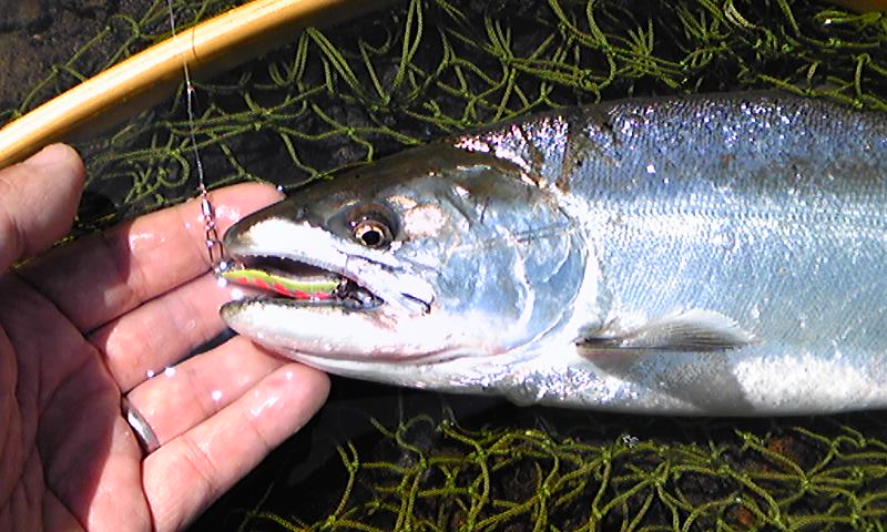 2022利根鱒チャレンジPart3 2022.5.13 5.16 : 都市型釣りブログ