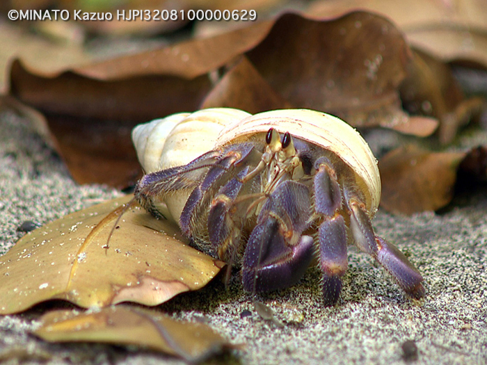 家”を背負ってくらすヤドカリの話東京ズーネット