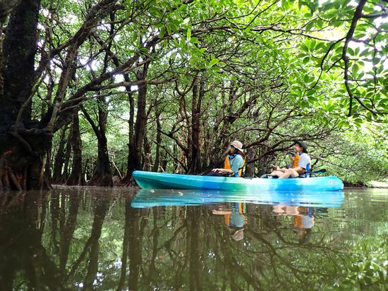 石垣島 マングローブカヌー・カヤックツアー18選離島ガイド