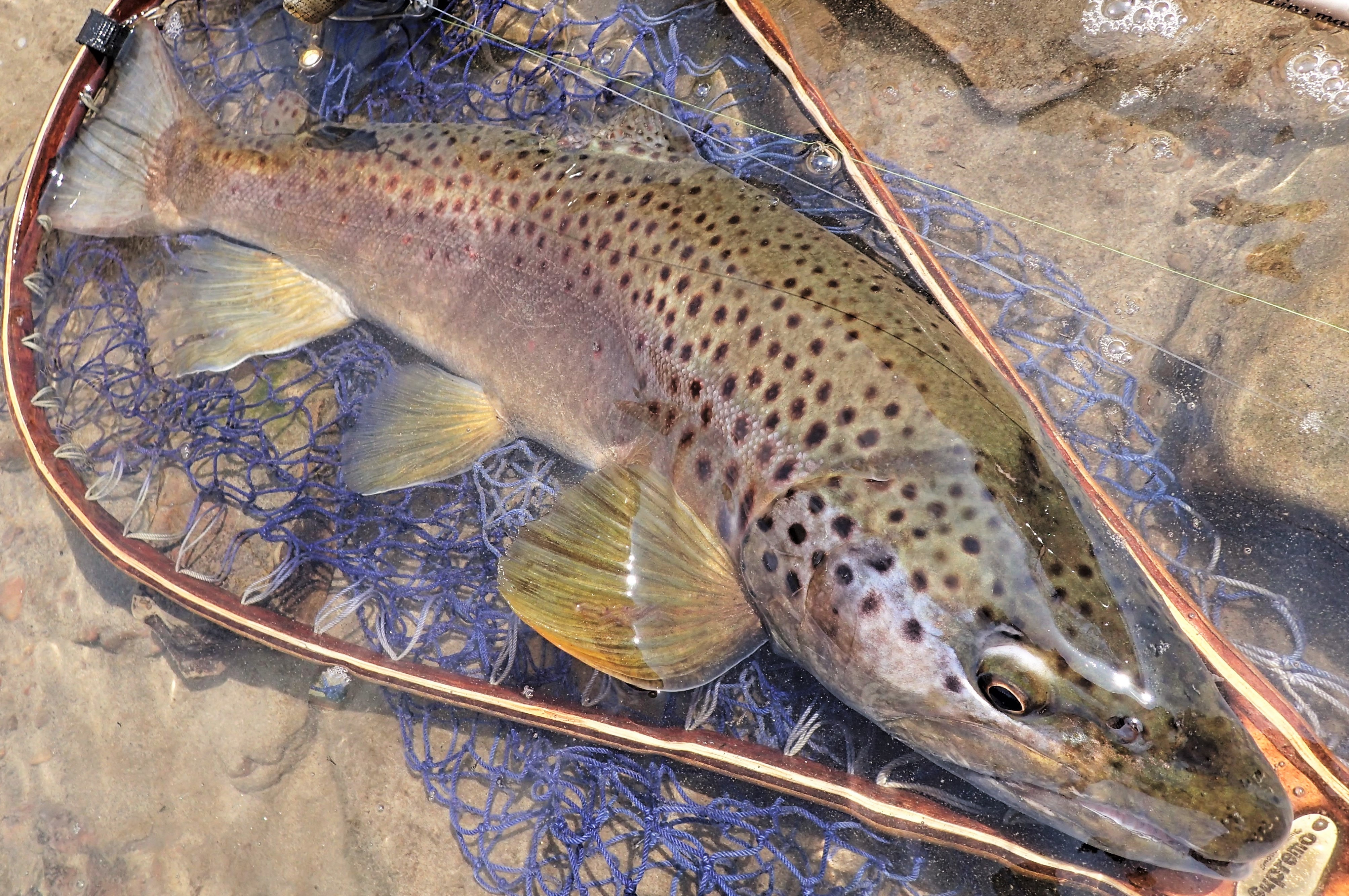 魚の写真を映えさせるならこうッ！！！！！！！！フィッシング遊