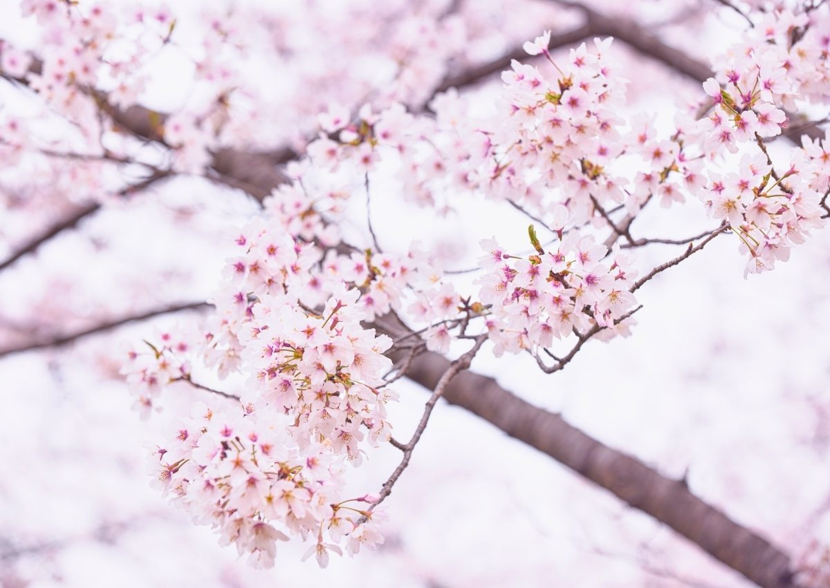 松田山 河津桜 ライブカメラTikTok