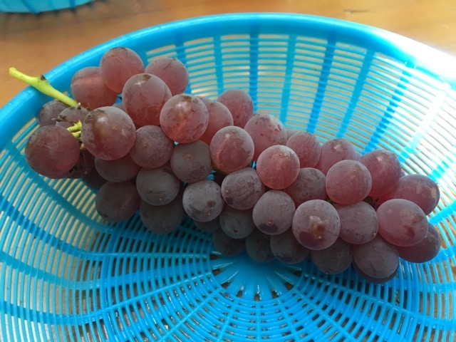 青蓮寺湖観光村三重の里 いなか旅のススメ