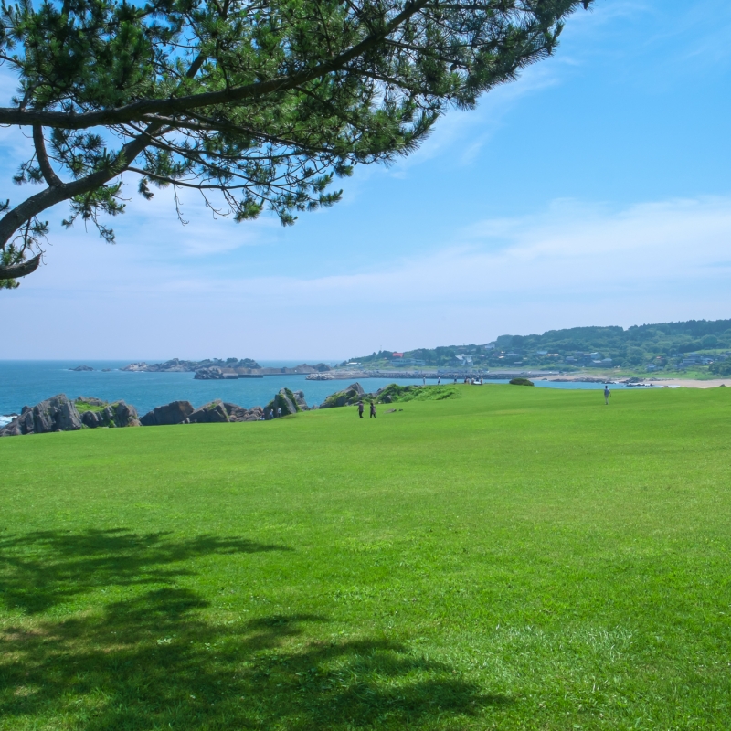 八戸「種差海岸」観光決定版！天然芝生と岩礁の景勝地、ウミネコの蕪島へ – skyticket 観光ガイド