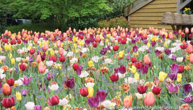 10日目前編 オランダ キューケンホフ公園』アムステルダム オランダ の旅行記・ブログ by meanyanさん フォートラベル