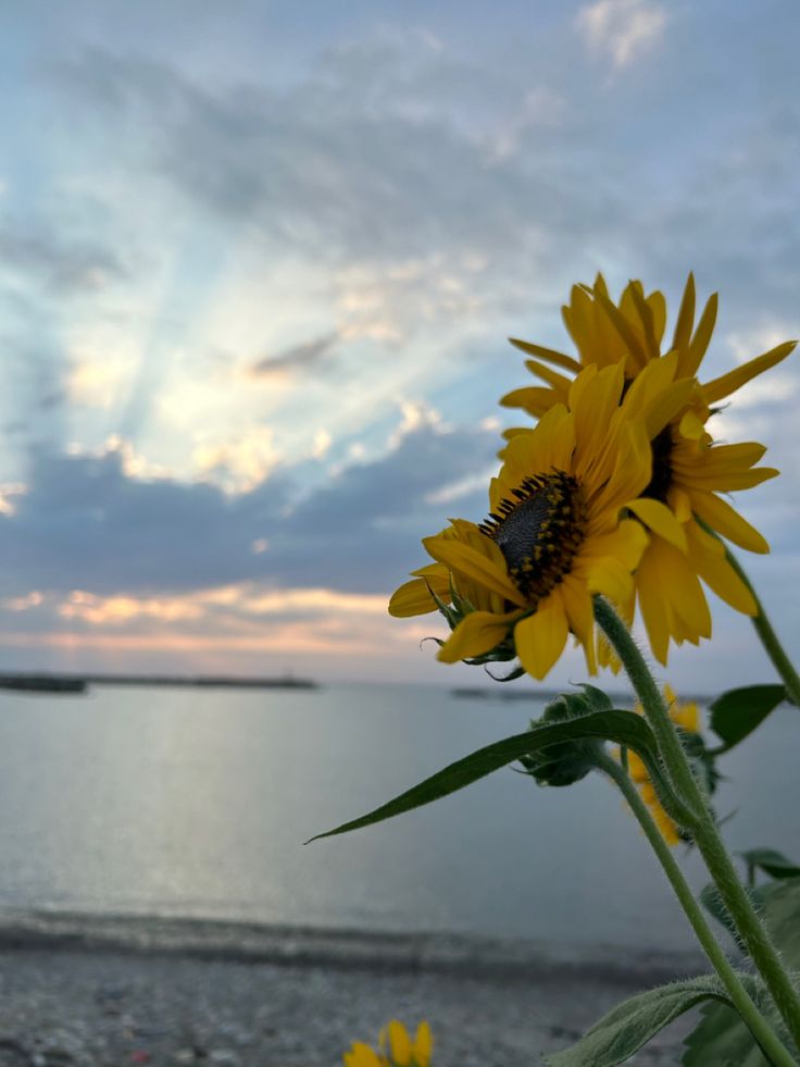 邦ロック好きの大学生が夏の夜道で聴きたい曲を20曲選んでみたSUGAROCK