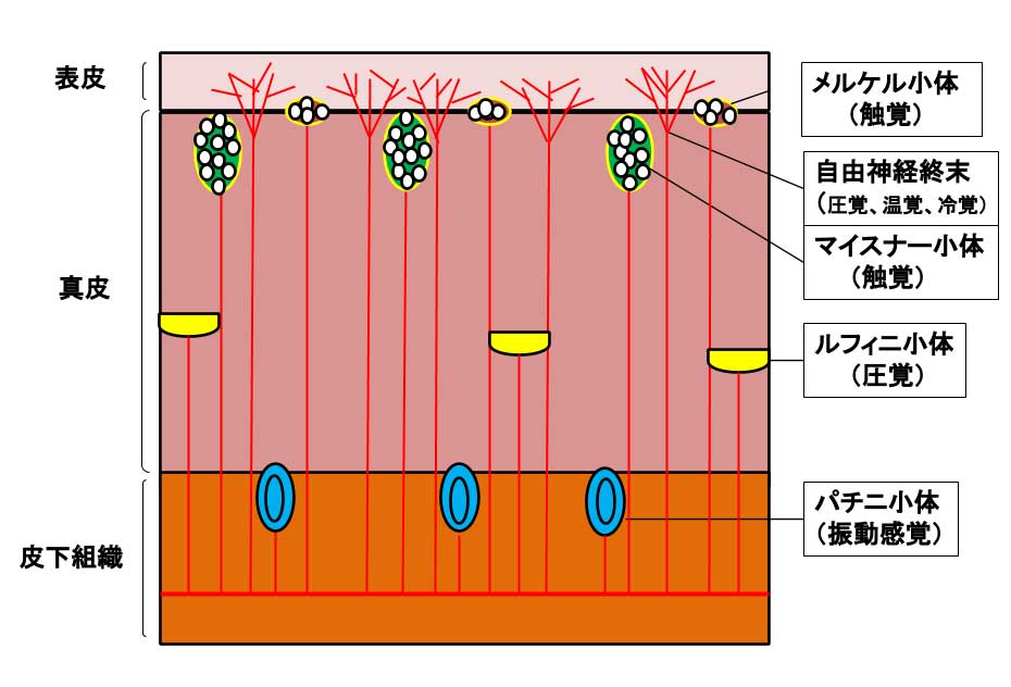 Visual Anatomy 視覚解剖学