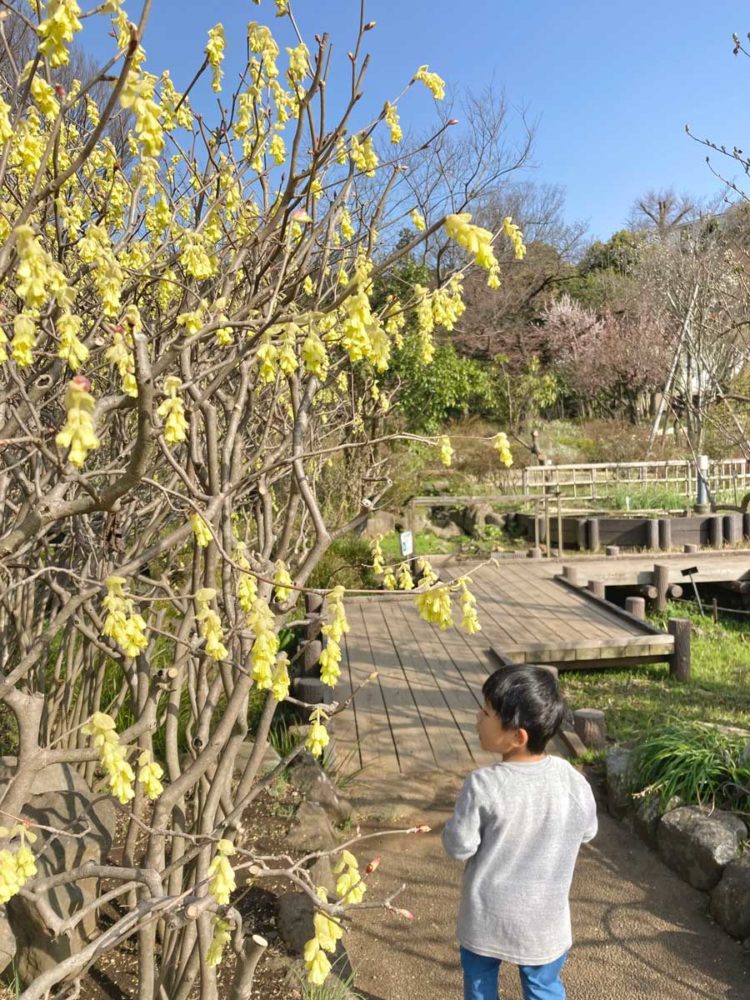 馬場花木園 横浜市鶴見区 を訪れた』鶴見 神奈川県 の旅行記・ブログ by empenguinさん フォートラベル