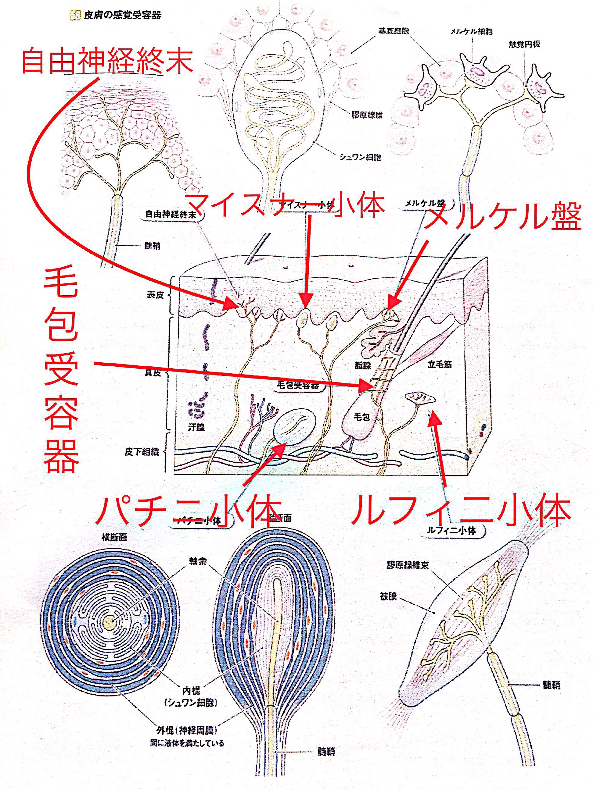 隔月刊行 ふるえ Vol.10 てくすちゃ 人には聞けない手とテクスチャのヒミツ