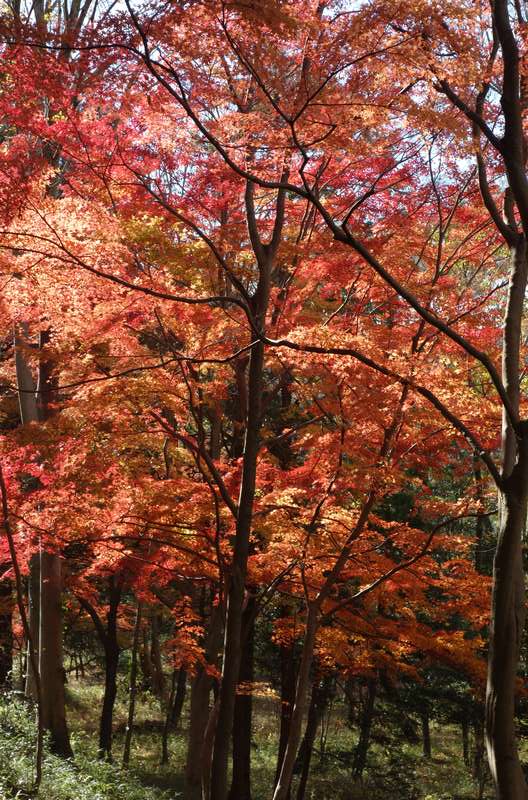 嵐山渓谷バーベキュー場の天気・気温：今日・明日と14日間 2週間 の1時間ごとの天気予報 - Toshin.com