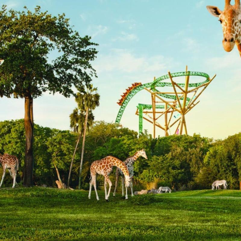 タンパベイ・レイズ 3D ウッド ペナント - メジャーリーグストアメジャーリーググッズ通販ショップ専門店