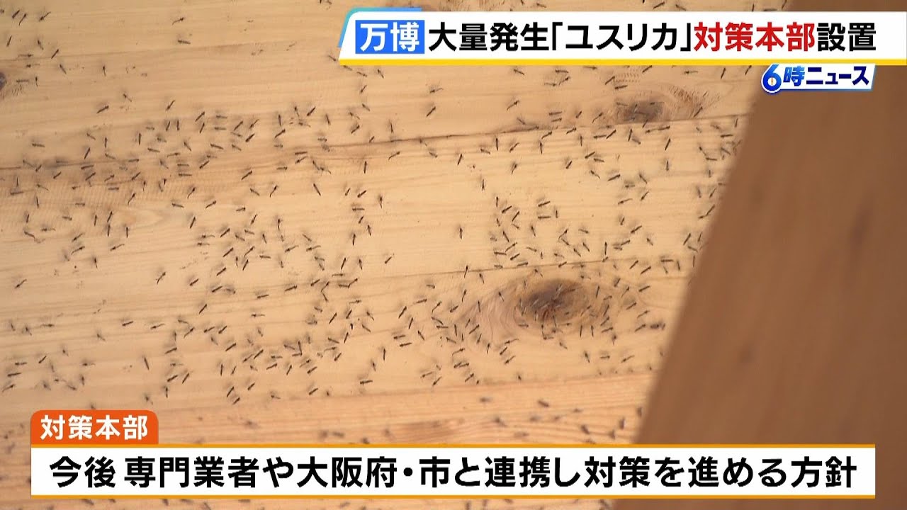 大阪・関西万博の虫の大量発生は4年前から分かっていた！ 「恐ろしいほどの数のユスリカが 」公聴会で指摘AERA DIGITAL アエラデジタル