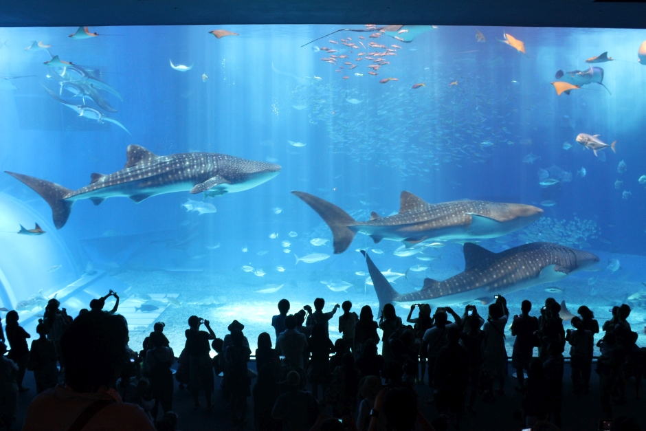 美ら海水族館の魅力沖縄のトップクラス水族館体験