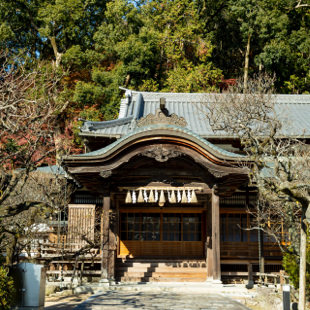 太宰府天満宮 飛梅伝説 : ことまち写真館